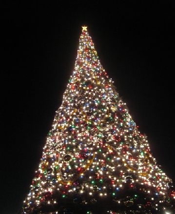2008tree13_2