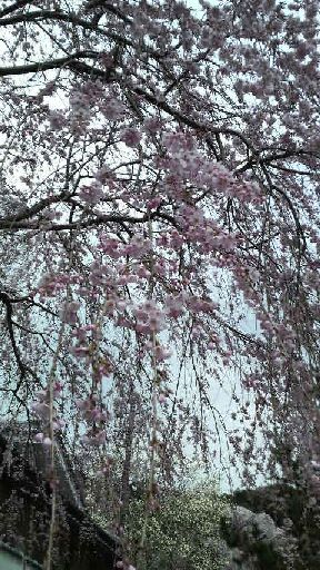 2009sakura