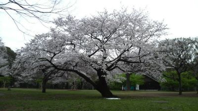 Ohanami4