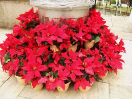 Poinsechia1_1