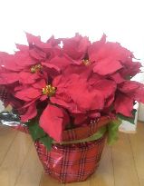 Xmas2